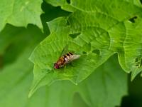 Gemeine Winterschwebfliege